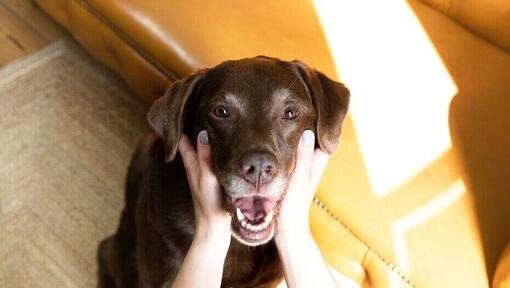 Choklad Labrador med ägare håller munnen öppen