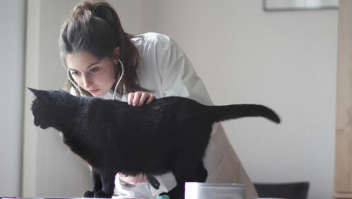 Veterinär undersöker svart katt