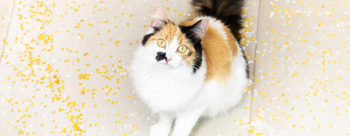 Träna din kattunge eller katt