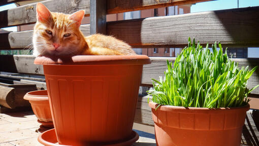 Ingefära katt sitter i en växtkruka.