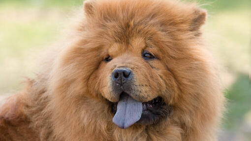 Gräddfärgad Chow Chow-hund