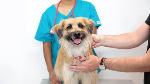 En veterinär som inspekterar en långhårig hund.