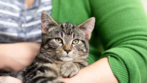 Mörk päls katt sitter i ägarens famn.
