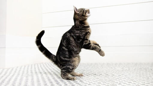 Katt på bakbenen på väg att hoppa.