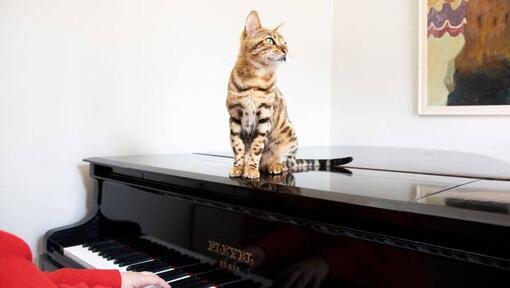 Bengal katt sitter på ett piano.