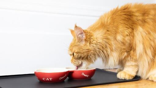 ingefära fluffig katt som äter från en skål