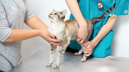 veterinär undersöker en katt