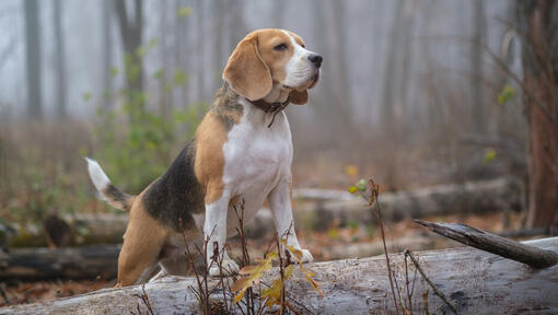 Beagle i skogen