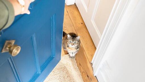 Katt väntar vid dörren