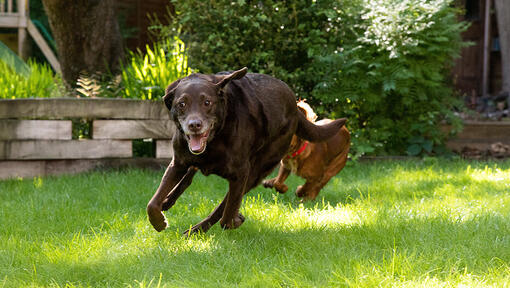 Hund springer med en annan hund