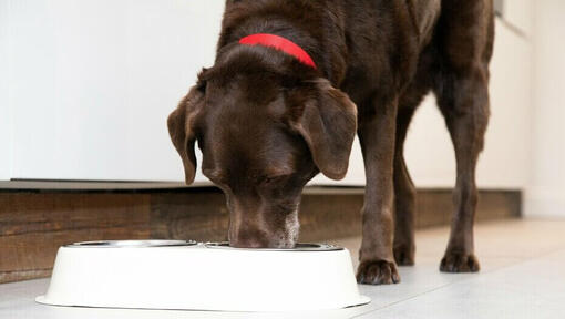 senior hund äter från en skål