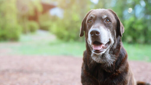 Senior hund sitter utanför