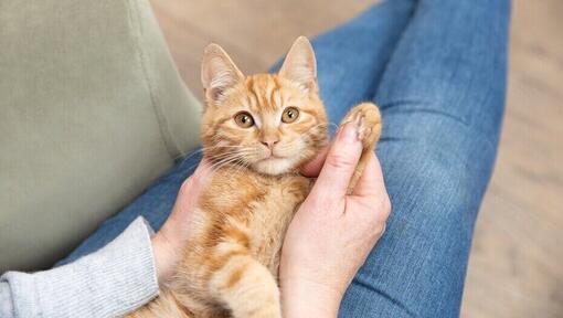 ägaren håller ingefära kattungens tass