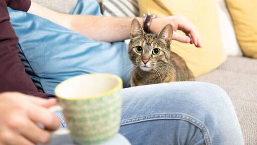 ägaren dricker te medan katten sitter bredvid honom