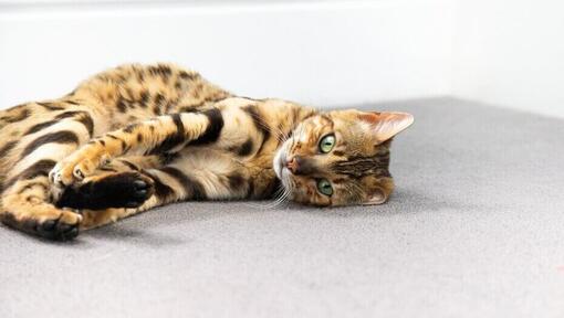 Bengal katt kryper upp på golvet