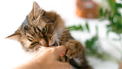 Katt som biter ägarens hand.