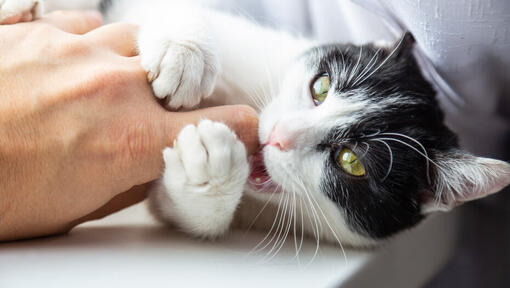 Svart och vit katt knaprar ägarens finger.