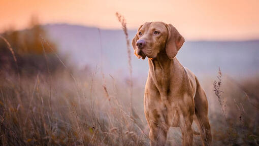 Ungersk Vizsla (Korthårig) står vid fältet