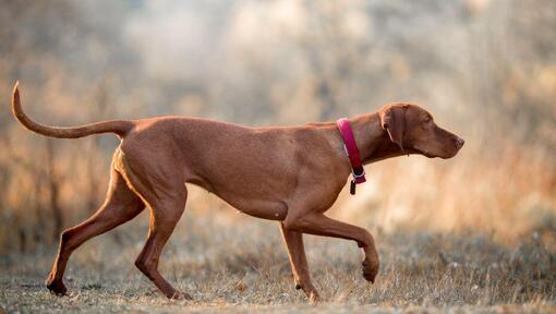 Ungersk Vizsla (Korthårig) gå på fältet