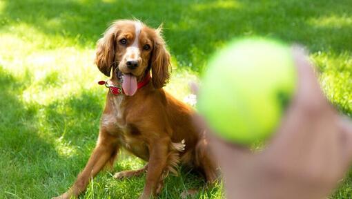 Glad spanielvalp som väntar på att en tennisboll ska kastas