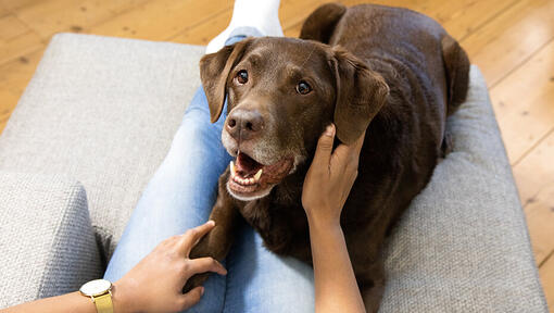 Hund som ligger på soffan med ägaren