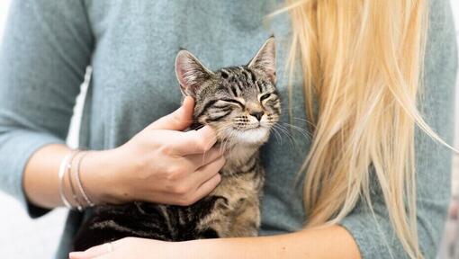 ägaren gnuggar kattungens kind