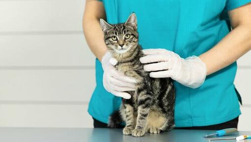 veterinär håller ung kattunge