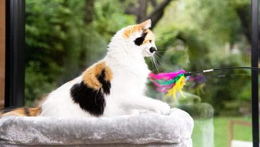 Kattunge som leker med ljust färgad fjäderstav