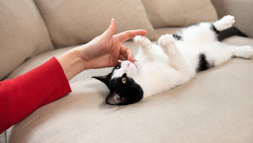 Ägare leker med kattunge på soffan