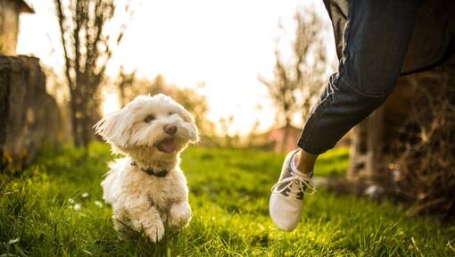 Malteser springer längs personen