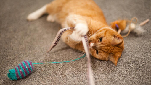 ingefära katt leker med en fjäder trollstav