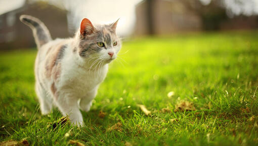 kattunge går på gräset