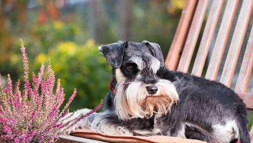 Dvärgschnauzer liggande på en stol i en trädgård