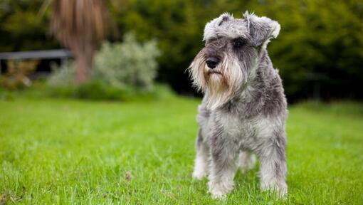 Dvärgschnauzer som står på gräset