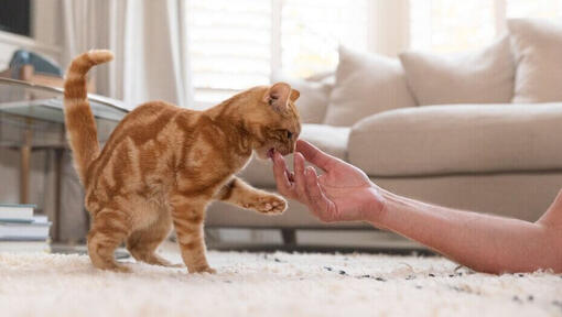 Ingefära kattunge biter mänsklig hand