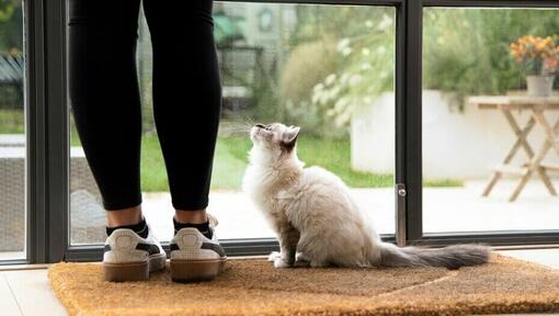 Katt väntar vid dörren med ägaren