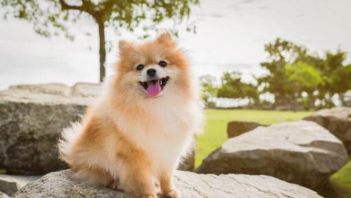 Pomeranian sitter på stenen