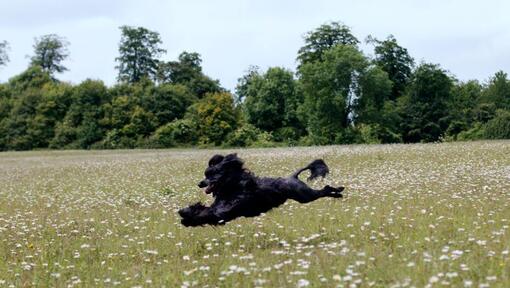 Portugisisk vattenhund springer i fältet