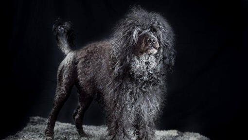 Portugisisk vattenhund står på natten