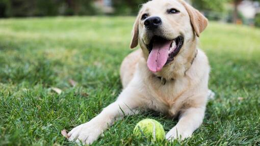 glad hund sitter på gräset med en tennisboll