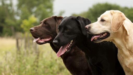 tre Labrador retriever står tillsammans