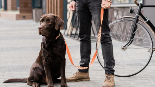 Labrador retriever står bredvid sin ägare