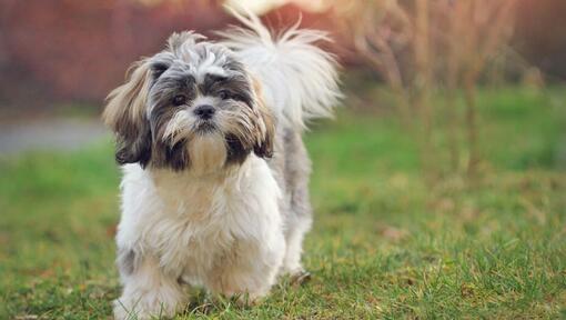 Shih tzu hund går på gräs