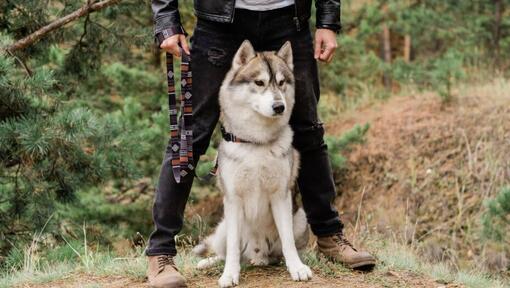 Husky som sitter bredvid ägaren