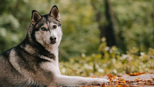 Husky i skogen