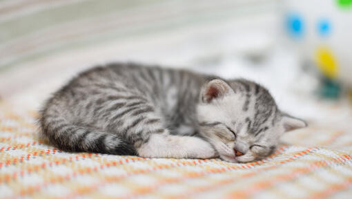 liten kattunge sover på en filt