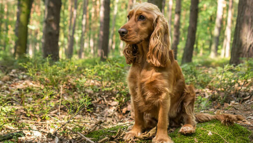 Cocker Spaniel sitter i skogen