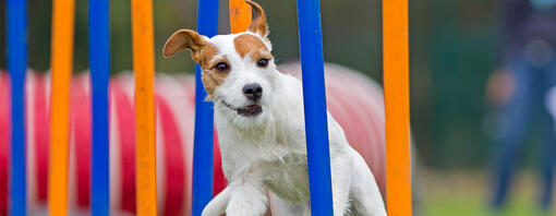 liten hund som springer på en agilitybana