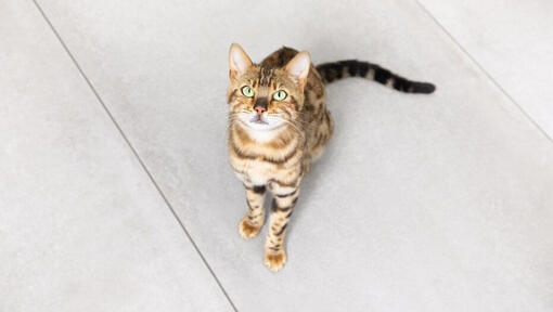 Katt som stirrar upp på ägaren