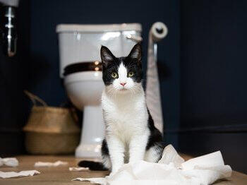 Lära katten använda kattlådan